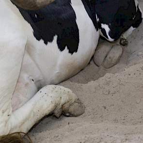 De koeien worden selectief drooggezet. Driekwart van de dieren gaan zonder behandeling droog. Een kwart van de koeien krijgt nog wel antibiotica injectoren. Het afgelopen jaar zijn slechts drie koeien behandeld voor mastitis.