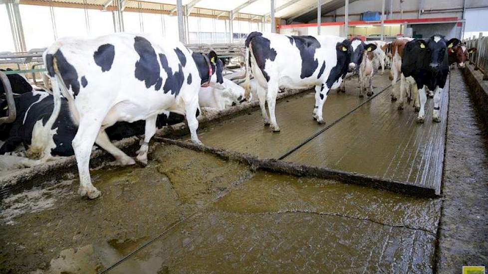 Smeitink legt uit dat ook de mestschuif harder slijt dan onder omstandigheden zonder zand. ’Er komt behoorlijk wat kracht op de installatie te staan en het zand gaat in het mechanische gedeelte zitten, waardoor de lagers het eerder begeven. Ik moet de hoe