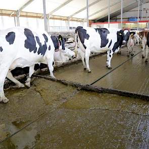 Smeitink legt uit dat ook de mestschuif harder slijt dan onder omstandigheden zonder zand. ’Er komt behoorlijk wat kracht op de installatie te staan en het zand gaat in het mechanische gedeelte zitten, waardoor de lagers het eerder begeven. Ik moet de hoe