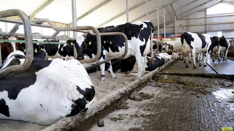 Een deel van het zand komt uit de boxen op de vloer en voor de mestschuif terecht. Ook komt er zand van de koeien af wanneer ze in de robot staan. Het zand zorgt voor extra slijtage van de machines, waardoor deze wat meer onderhoud vragen.