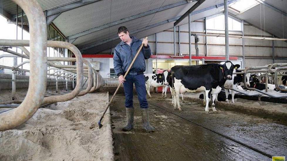 De stal biedt ruimte aan 150 melkkoeien. Voor de dichte vloer is ter plekke beton gestort. Als boxbedekking koos Smeitink voor zand. Een product dat volgens hem de infectiedruk verlaagd, beter dan andere boxvullingen. ‘Ook liggen de koeien prettig en staa