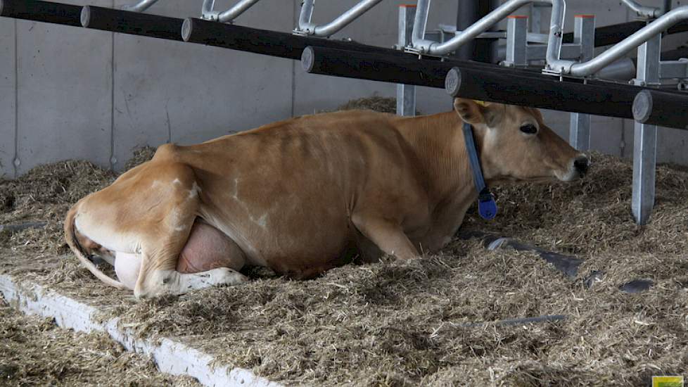 In de stal is gekozen voor vrijligboxen van 13 vierkante meter. Het is een 3 + 3 rijige stal geworden met diepstrooiselboxen, gevuld met gehakseld stro. Het stro wordt verdeeld met een stroverdeler.