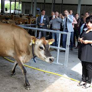 Staatssecretaris Sharon Dijksma opent officieel de deuren van een wel heel bijzondere stal in Kaatsheuvel. De Kwatrijnstal van Sjaak en Suzanne Sprangers is sinds enkele dagen in gebruik en biedt ruimte aan 57 Jersey koeien.  De Kwatrijn is een innovatiev