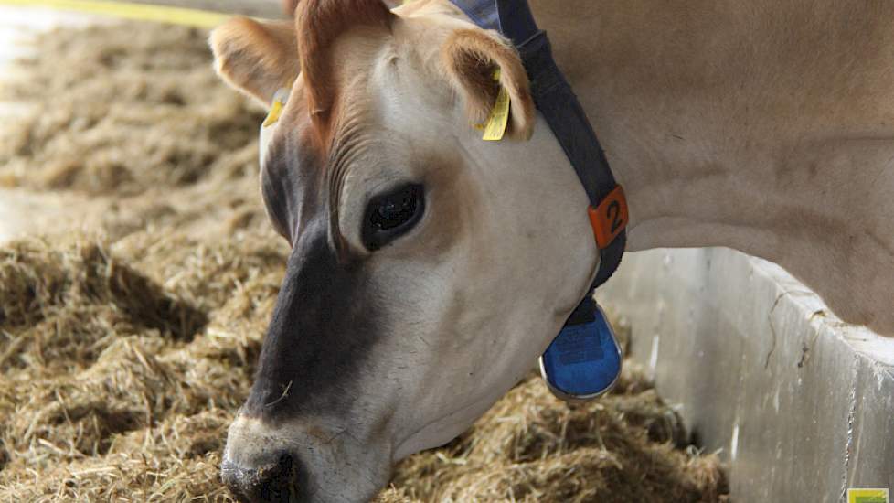 De veehouder werkt alleen met Jersey koeien en houdt ze biologisch. Naast 57 volwassen dieren, houdt Sprangers ook 40 stuks jongvee. Dat doet hij op totaal 60 hectare grond.