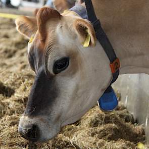 De veehouder werkt alleen met Jersey koeien en houdt ze biologisch. Naast 57 volwassen dieren, houdt Sprangers ook 40 stuks jongvee. Dat doet hij op totaal 60 hectare grond.