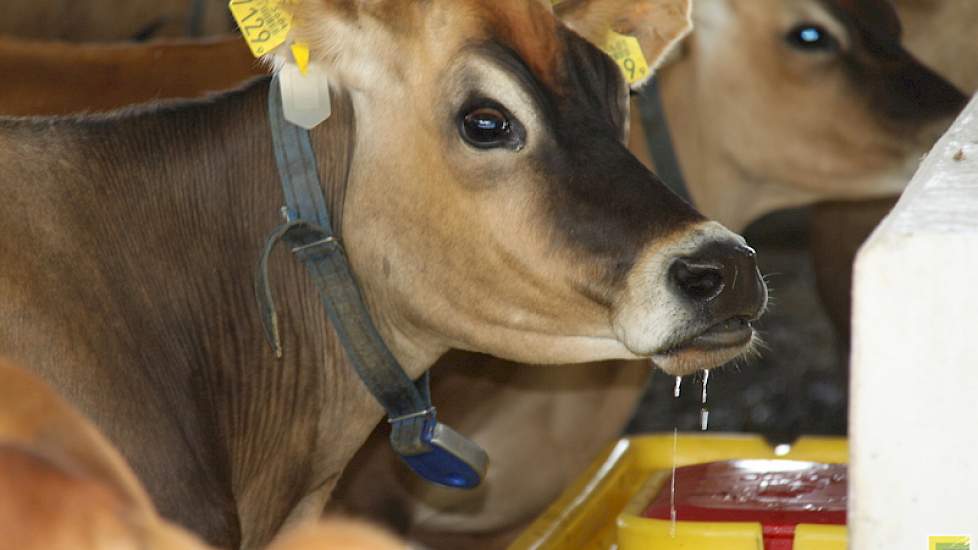 In de stal is veel aandacht besteed aan dierwelzijn. Zo zijn er diepe brede waterbakken aan beide kanten van iedere doorgang geplaatst.