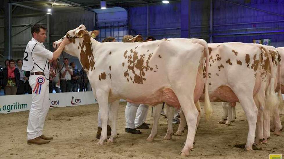 Barendonk Wilma 300 (Mr Savage x Zabing) van de familie Hermanussen uit Beers kreeg een eervolle vermelding in de roodbonte middenklasse.