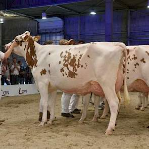 Barendonk Wilma 300 (Mr Savage x Zabing) van de familie Hermanussen uit Beers kreeg een eervolle vermelding in de roodbonte middenklasse.