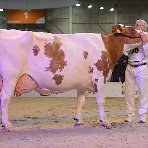 De hoofdprijs ging echter naar Gasthuis Konvoy Suzanne (Konvoy x Stadel) van de familie Van Buuren uit Leerbroek.