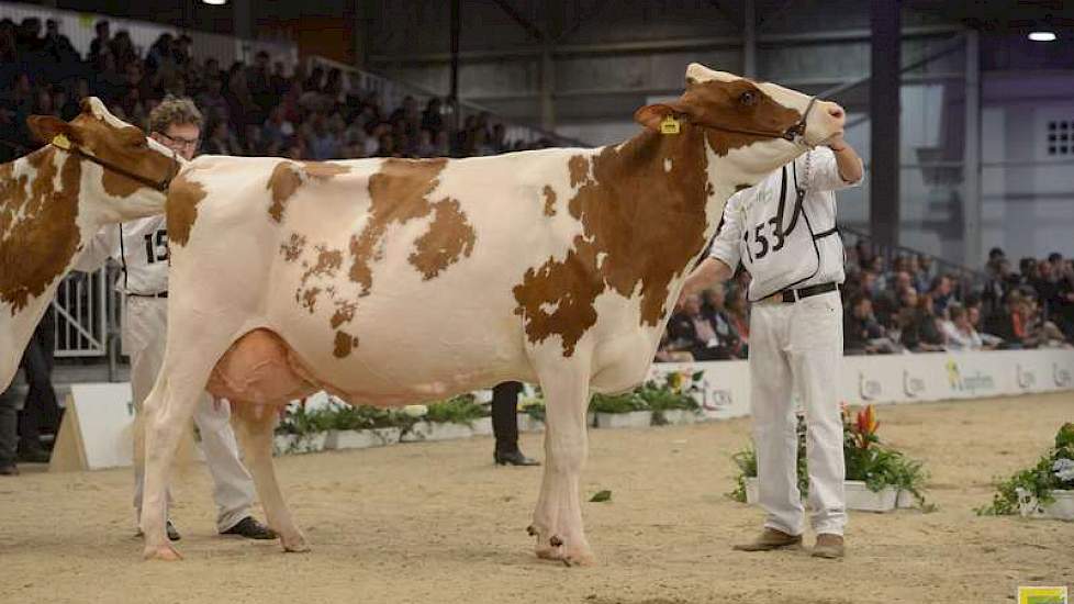 Met een eervolle vermelding bij de roodbonte senioren voor Grashoek Vrije Tulp 25 (Cedric x Yaron) was de familie Engelen uit Grashoek, de eigenaren van KI Samen en de grootste inzender van de Koe-Expo, eveneens uiterst succesvol.