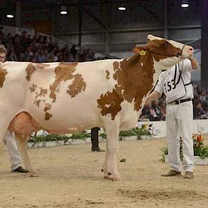 Met een eervolle vermelding bij de roodbonte senioren voor Grashoek Vrije Tulp 25 (Cedric x Yaron) was de familie Engelen uit Grashoek, de eigenaren van KI Samen en de grootste inzender van de Koe-Expo, eveneens uiterst succesvol.