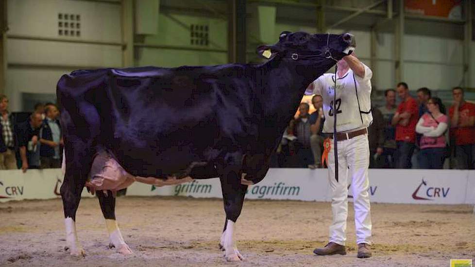 Op de foto de reservekampioene bij de zwartbonte senioren, De Rith Tetje 204 (Zesty x Shottle) van Adrion van Beek uit Breda, die voor W H Jenny (Goldwyn x Lheros) van de familie Van Loenhout uit Prinsenbeek eindigde.