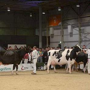 Met catalogusnummer 92 was de onbekende Geertje 466 (v. Allen) van Teus van Dijk uit Giessenburg de oudste aanwezige koe, ze werd prompt verkozen tot kampioene bij de senioren.