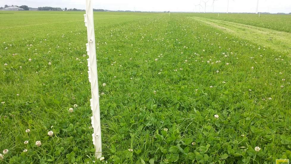 De  conclusie is dat maaien bij 7 centimeter (rechts) een betere hergroei laat zien. Door de betere hergroei is het opbrengstverschil na 20 dagen ingehaald en blijkt het gras bij 7 centimeter maaien een hogere opbrengst te halen. Bij hoger maaien is het w