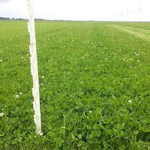 De  conclusie is dat maaien bij 7 centimeter (rechts) een betere hergroei laat zien. Door de betere hergroei is het opbrengstverschil na 20 dagen ingehaald en blijkt het gras bij 7 centimeter maaien een hogere opbrengst te halen. Bij hoger maaien is het w