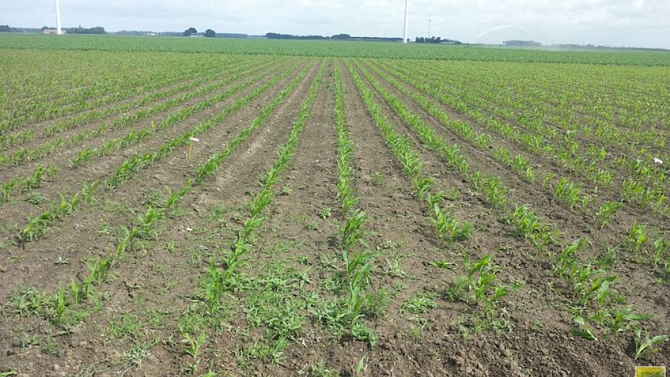 De maïs op dit proefveld viel over het algemeen tegen. Volgens een adviseur van DLV ligt dit aan een te diepe grondbewerking in combinatie met de droogte.