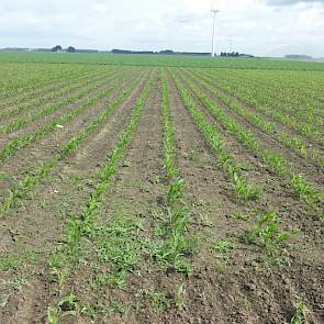 De maïs op dit proefveld viel over het algemeen tegen. Volgens een adviseur van DLV ligt dit aan een te diepe grondbewerking in combinatie met de droogte.