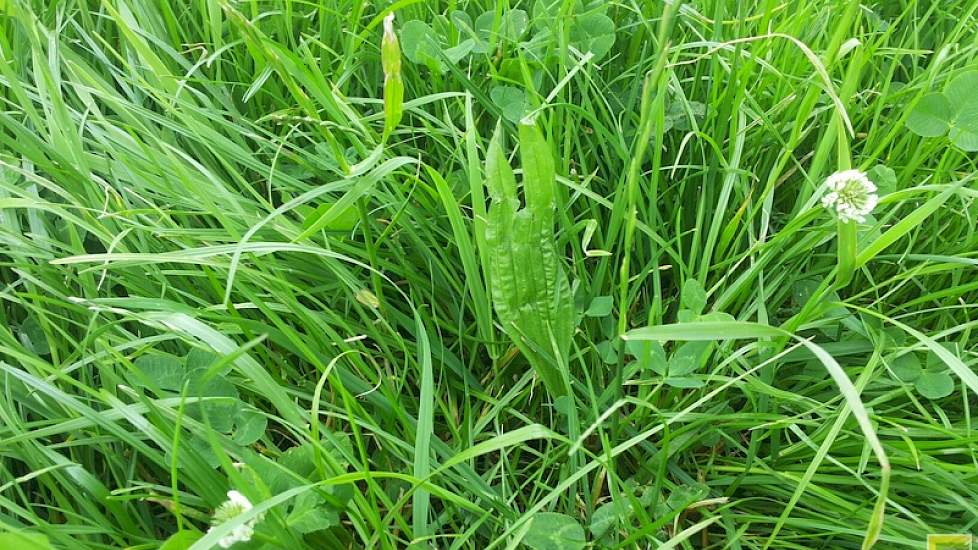 Ook gras-luzerne, gras-smalle weegbree en Festuloliums (kruising tussen raaigrassen en rietzwenksoorten) kregen de aandacht. Festuloliums blijken bij lagere bemestingniveau's in opbrengst meer potentie te hebben in vergelijking met Engels raaigras. Er zij