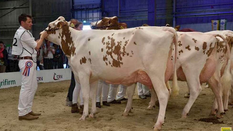 Bij roodbont was er een 1A-klassering in de eerste middenklasserubriek voor Barendonk Wilma 200 (Mr Savage x Zabing) van Hermanussen uit Beers, ze zou tevens een eervolle vermelding krijgen.