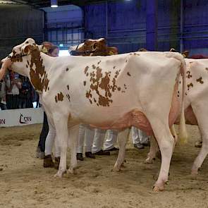 Bij roodbont was er een 1A-klassering in de eerste middenklasserubriek voor Barendonk Wilma 200 (Mr Savage x Zabing) van Hermanussen uit Beers, ze zou tevens een eervolle vermelding krijgen.