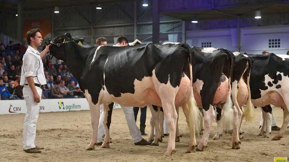 Nogmaals kampioene Bons-Holsteins Aaltje 101.