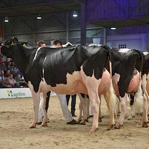 Nogmaals kampioene Bons-Holsteins Aaltje 101.