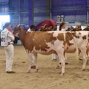 De 1A van de jongste rubriek roodbonte vaarzen was Grashoek Silke 162 (Acme x Spiderman) van de gebroeders Engelen uit Grashoek, ze zou tevens een eervolle vermelding krijgen.