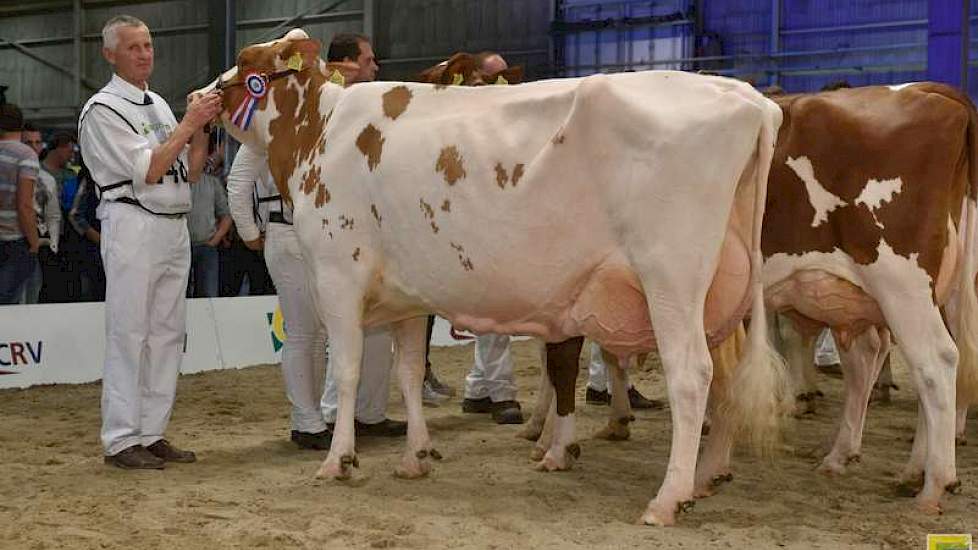 De 1A-positie en het reservekampioenschap waren er voor Grashoek Maria 4 (Warsteiner x Classic) van weer de broers Engelen uit Grashoek.