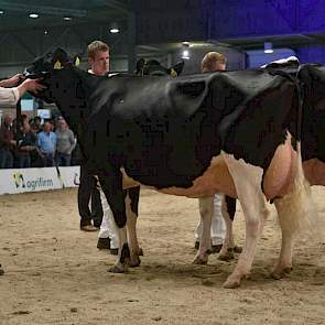 De 1A-positie en een eervolle vermelding waren er voor W H Jenny (Goldwyn x Lheros) van Van Loenhout uit Prinsenbeek.