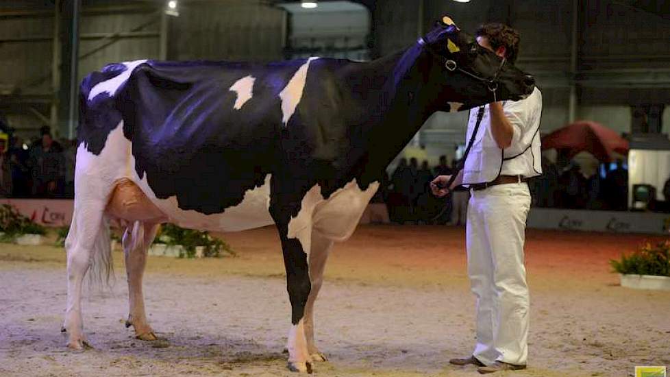 Zowel de kampioene, reservekampioene als de eervolle vermelding kwamen uit de tweede rubriek van de middenklasse. Op de foto kampioene Bons-Holsteins Aaltje 101 (Jasper x Goldwyn) van Nico Bons.