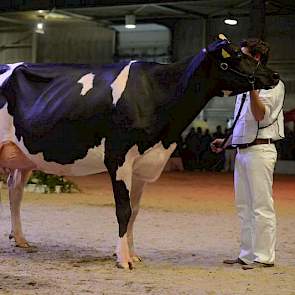 Zowel de kampioene, reservekampioene als de eervolle vermelding kwamen uit de tweede rubriek van de middenklasse. Op de foto kampioene Bons-Holsteins Aaltje 101 (Jasper x Goldwyn) van Nico Bons.