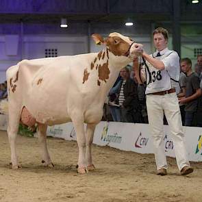 Het kampioenschap ging naar Jipsing Bontje 40 (Lucrative x Fabian) van andermaal de familie Engelen uit Grashoek.