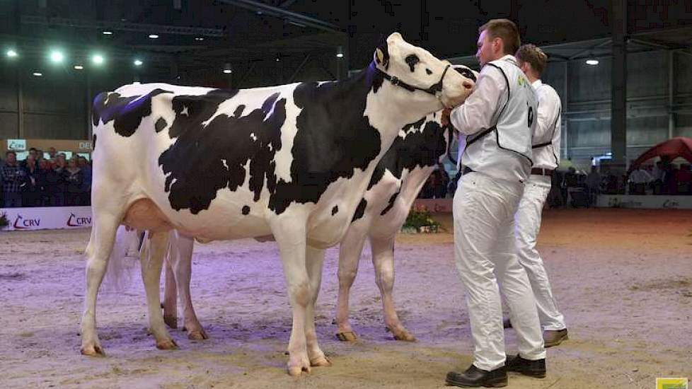 De 1A-klassering en het reservekampioenschap waren voor Holec Redrose Braxy 2 (Braxton x Jotan Red) van Kuijer uit Soest.