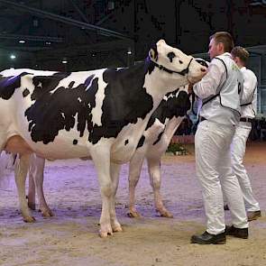 De 1A-klassering en het reservekampioenschap waren voor Holec Redrose Braxy 2 (Braxton x Jotan Red) van Kuijer uit Soest.