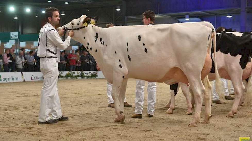 De 1B-klassering in de jongste rubriek vaarzen was er voor Bertha 370 (Danillo x Survivor) van Van Eijl uit Groot-Ammers.