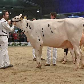 De 1B-klassering in de jongste rubriek vaarzen was er voor Bertha 370 (Danillo x Survivor) van Van Eijl uit Groot-Ammers.