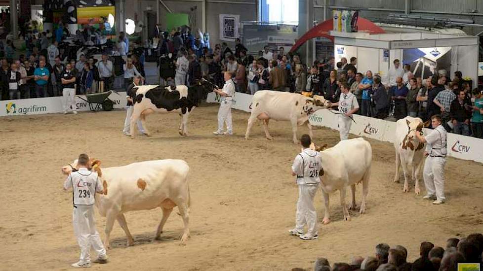 De groep van MRIJ-stier Rivaal bestond louter uit kruislingen, dat wil zeggen dat de moedersvader steevast een Holstein-stier was.