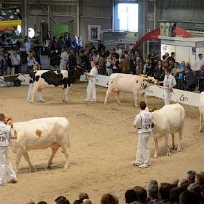 De groep van MRIJ-stier Rivaal bestond louter uit kruislingen, dat wil zeggen dat de moedersvader steevast een Holstein-stier was.