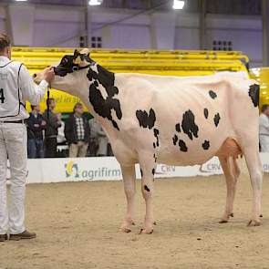 Het kampioenschap ging naar de 1A van de tweede rubriek, Bons-Holsteins Aaltje 111 (Windbrook x Talent) van Bons uit Ottoland.