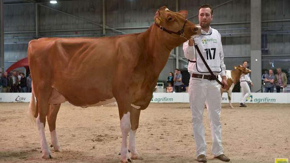 De roodbonte vaarzenkampioene M.H. Alana 5 (Amor Red x Bertil).