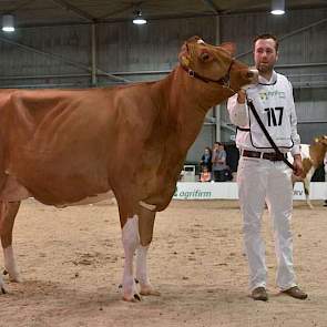 De roodbonte vaarzenkampioene M.H. Alana 5 (Amor Red x Bertil).