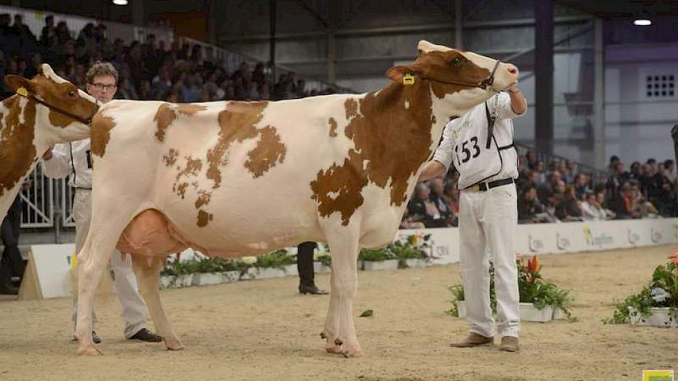 De 1B-positie en een eervolle vermelding waren er voor Grashoek Vrije Tulp 25 (Cedric Red x Yaron) van nogmaals Engelen uit Grashoek.