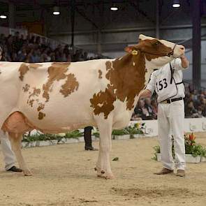 De 1B-positie en een eervolle vermelding waren er voor Grashoek Vrije Tulp 25 (Cedric Red x Yaron) van nogmaals Engelen uit Grashoek.