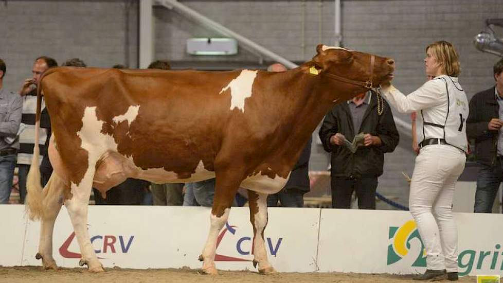 De 1B-positie in de voorlaatste rubriek was er voor Riverland Paula 129 (Arnold x Incas) van Van den Bighelaar uit Velddriel.