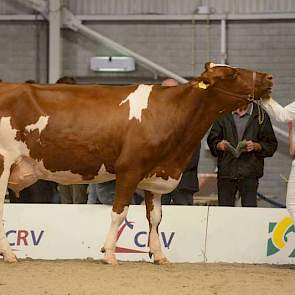 De 1B-positie in de voorlaatste rubriek was er voor Riverland Paula 129 (Arnold x Incas) van Van den Bighelaar uit Velddriel.