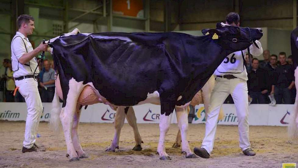 Op de voorgrond reservekampioene Bons-Holsteins Koba 202 (Jasper x Integrity) van Bons uit Ottoland, daarachter (nauwelijks zichtbaar) Willem’s Hoeve Rita 670 (Cricket x Goldwyn) van De Jong uit Buren, die een eervolle vermelding kreeg.