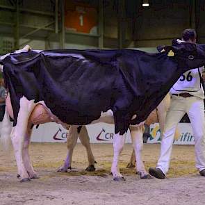 Op de voorgrond reservekampioene Bons-Holsteins Koba 202 (Jasper x Integrity) van Bons uit Ottoland, daarachter (nauwelijks zichtbaar) Willem’s Hoeve Rita 670 (Cricket x Goldwyn) van De Jong uit Buren, die een eervolle vermelding kreeg.