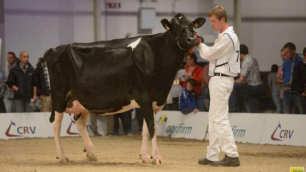 Een 1B-klassering in de voorlaatste rubriek was er voor Buiteneind Gem 124 (Ross x Lucky Mike) van Scherpenzeel uit Nieuwland.