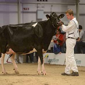 Een 1B-klassering in de voorlaatste rubriek was er voor Buiteneind Gem 124 (Ross x Lucky Mike) van Scherpenzeel uit Nieuwland.