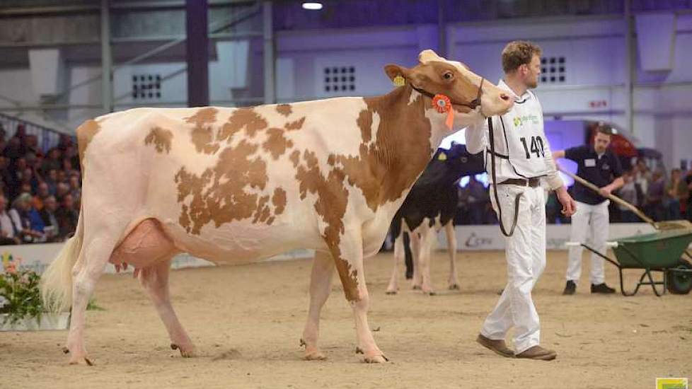 Het reservekampioenschap was er voor de 1B van de tweede rubriek, Bons-Holsteins Aaltje 94 (Talent x Red Marker) van andermaal Nico Bons, tevens de moeder van de zwartbonte vaarzenkampioene.